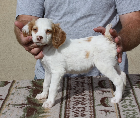 female brittany spaniel puppies for sale near me