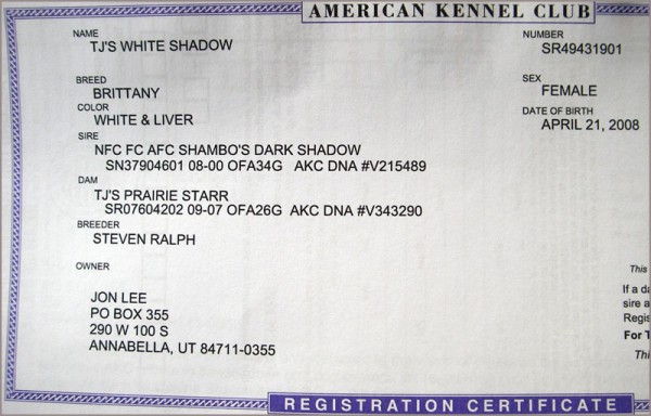 Scout AKC Certificate - TJ's White Shadow