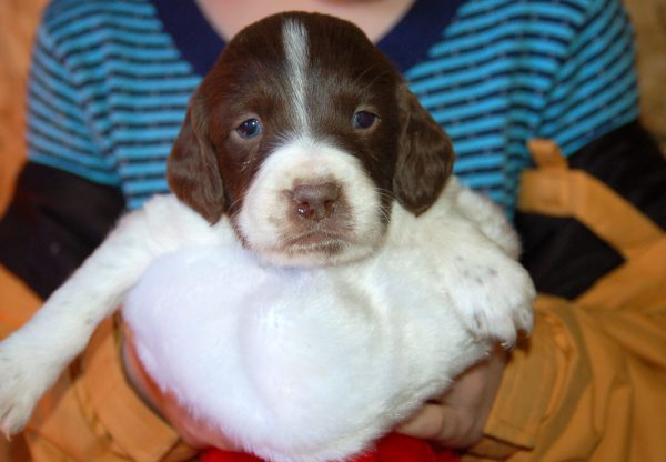 3.5 weeks Bob