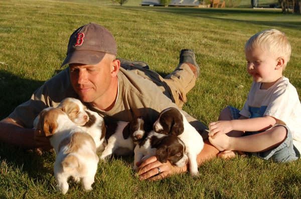 Brittany Puppy Pile