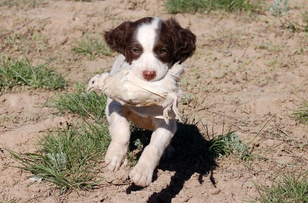 9 weeks Annie First Quail Retrieve