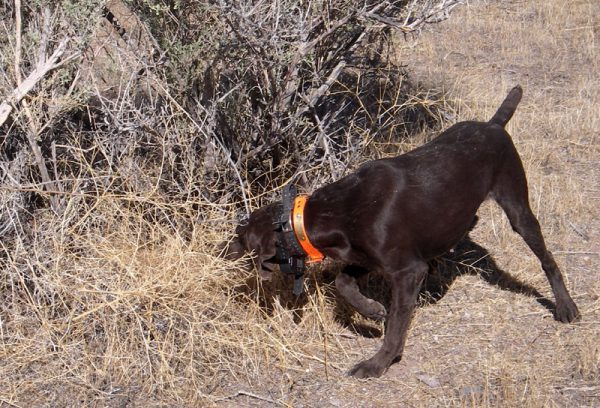 Abby Pointing Quail