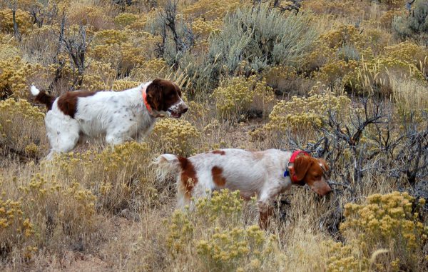 Buster Sadie Pointing Quail