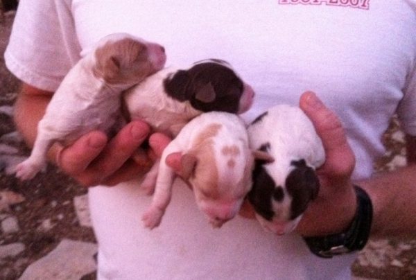Buster Sadie Brittany Puppies