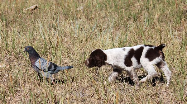 Doc Bird Intro 6wks - Liver Roan Brittany Puppy