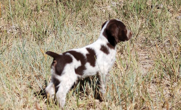 Brittany Male - Doc First Point 6wks