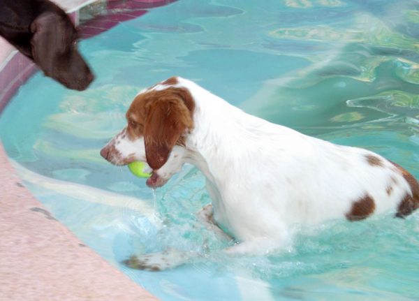 Freck Tennis Ball Retrieve