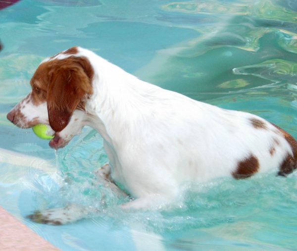 Freckles the Water Dog