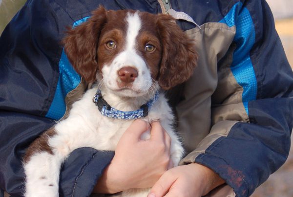Java face11 weeks old