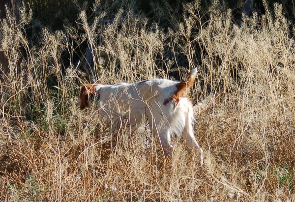 Lizzy Pointing Quail