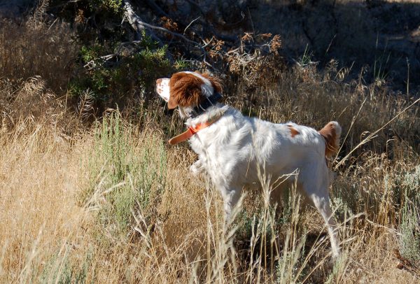 Lizzy on Quail Tripod Point