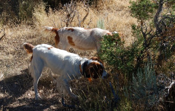 Lizzy Sadie Quail Point