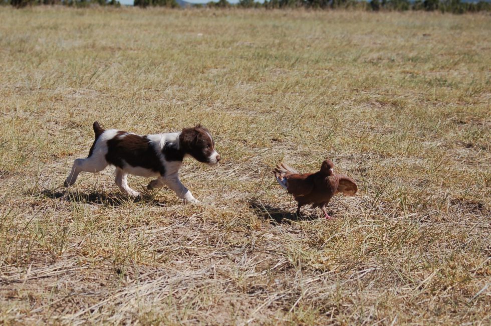 Liver Brittany Puppy and Young Pigeon