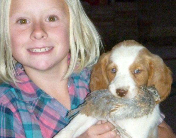 Orange Female Brittany Retrieving Quail