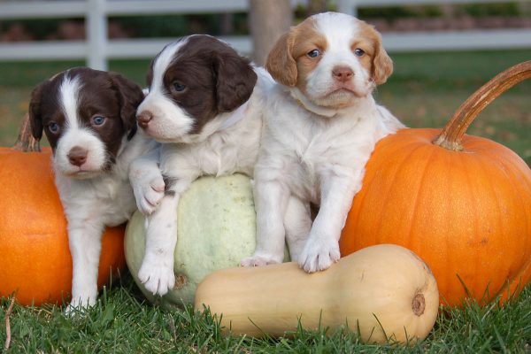 Pumpkin Brittany Pups