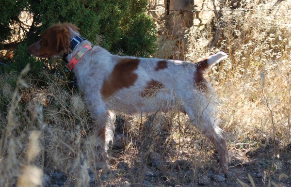 Sadie Pointing Quail