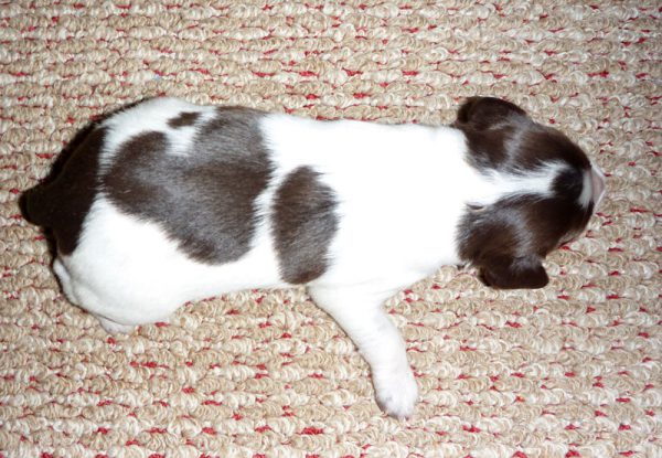 Sue X Luke Puppy - Liver Male at 8 days Old