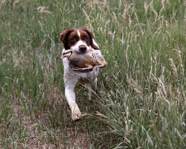Sue Retrieving Chukar