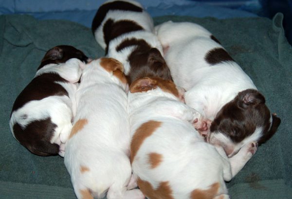 Sue X Luke Brittany Puppies - 10 days Old