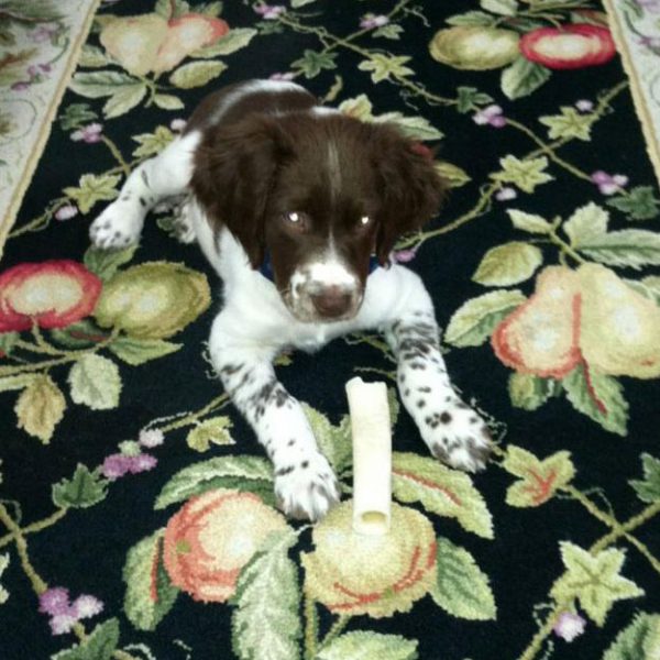 Trigger Puppy Photo